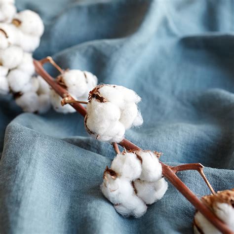 Le Coton : Fibres d'Excellence pour l'Industrie Textile et les Produits Durables !