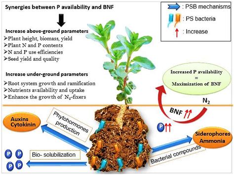  Urée en Agriculture : Un Trésor Azoté pour Stimuler la Croissance des Plantes !